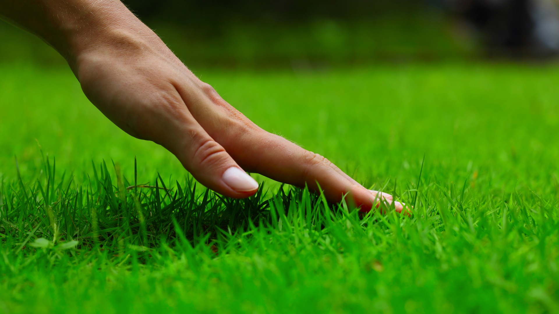 Aeration: Lawn Aeration: What’s Your Budget?