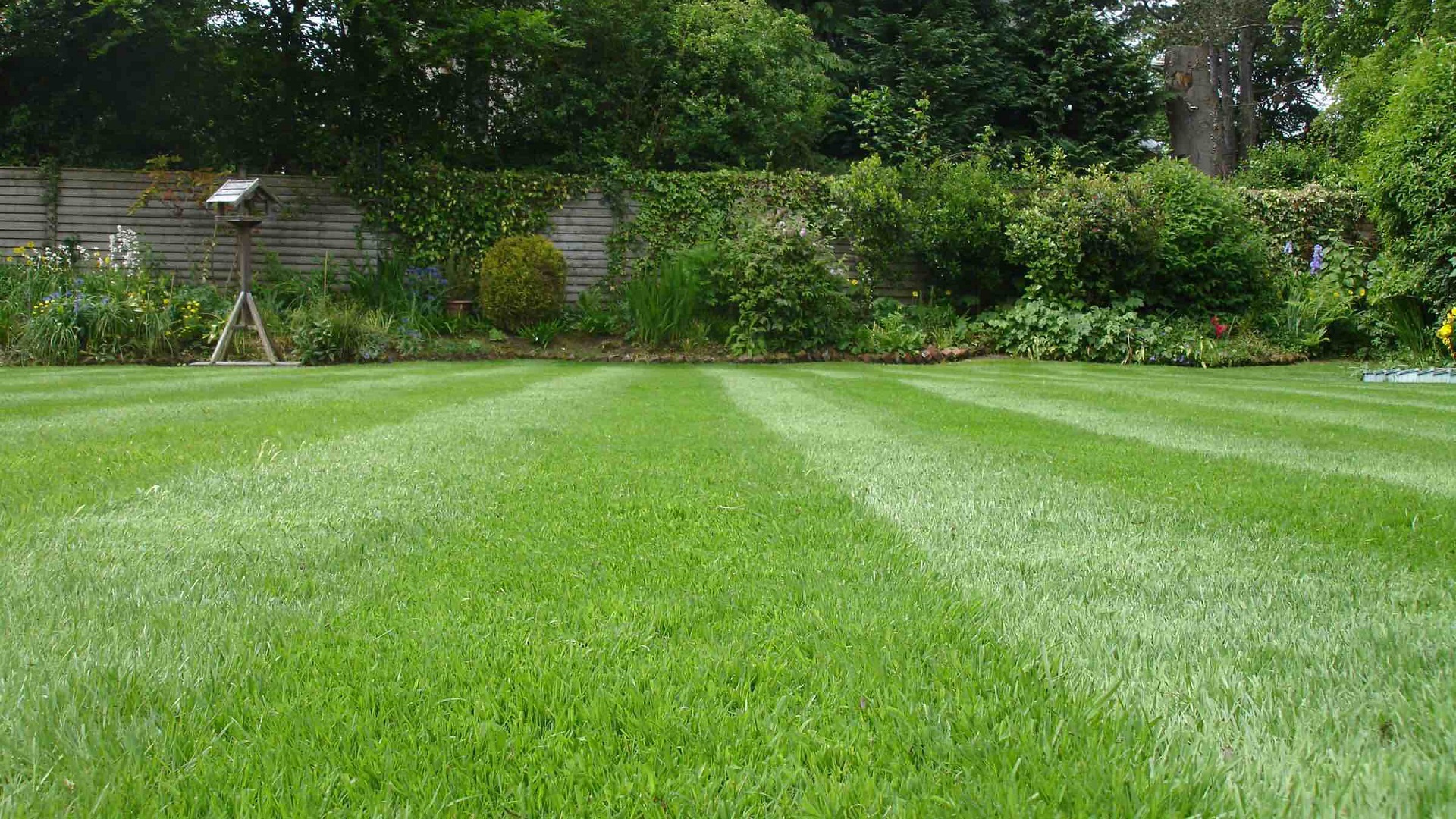 What Causes Lawn Depressions and How to Fix Them?