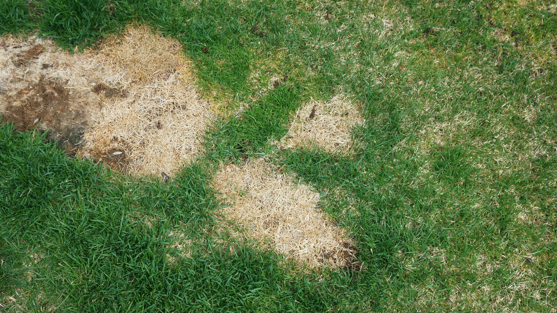 Your Ultimate Guide To Lawn Fungus And How To Get Rid Of It