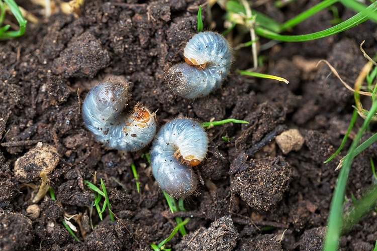 Are Lawn Grubs Always Bad?