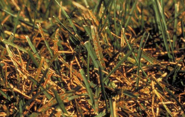 What Is Lawn Rust?