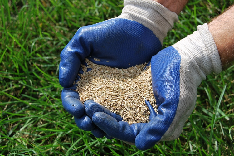 Extra Tips For Leveling Your Lawn With Sand 