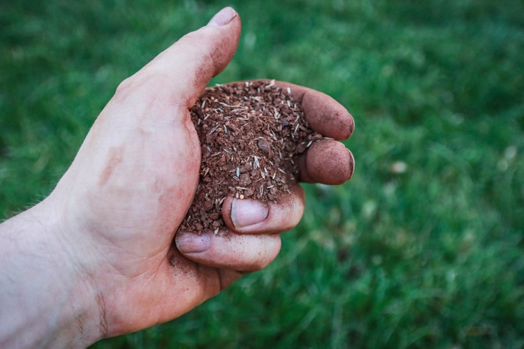 Overseeding vs Reseeding: Which is Best?