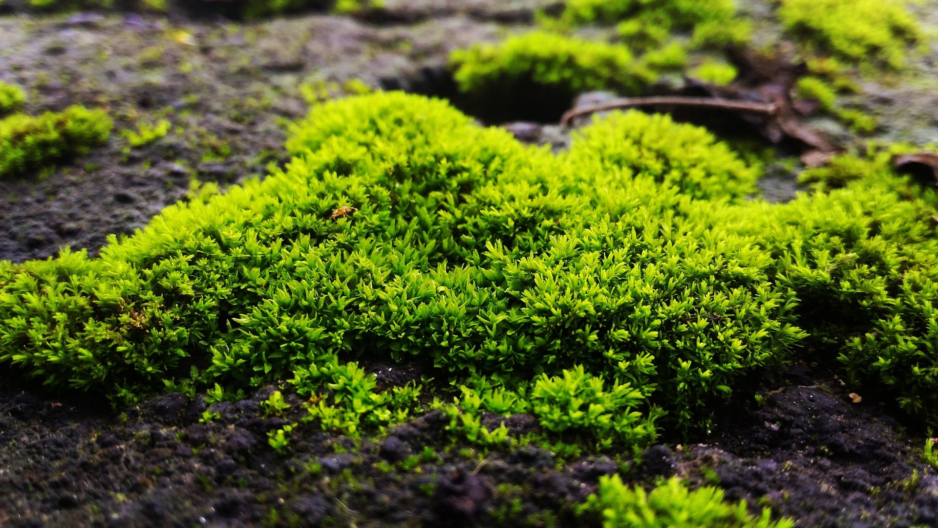 Peat Moss vs Sphagnum Moss: What's The Difference?