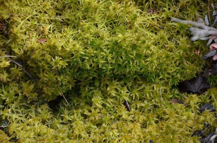 Peat Moss vs Sphagnum Moss: What’s The Difference? 