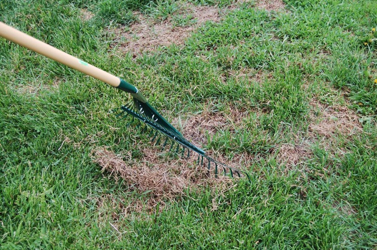 The Best Methods for Removing Dead Grass