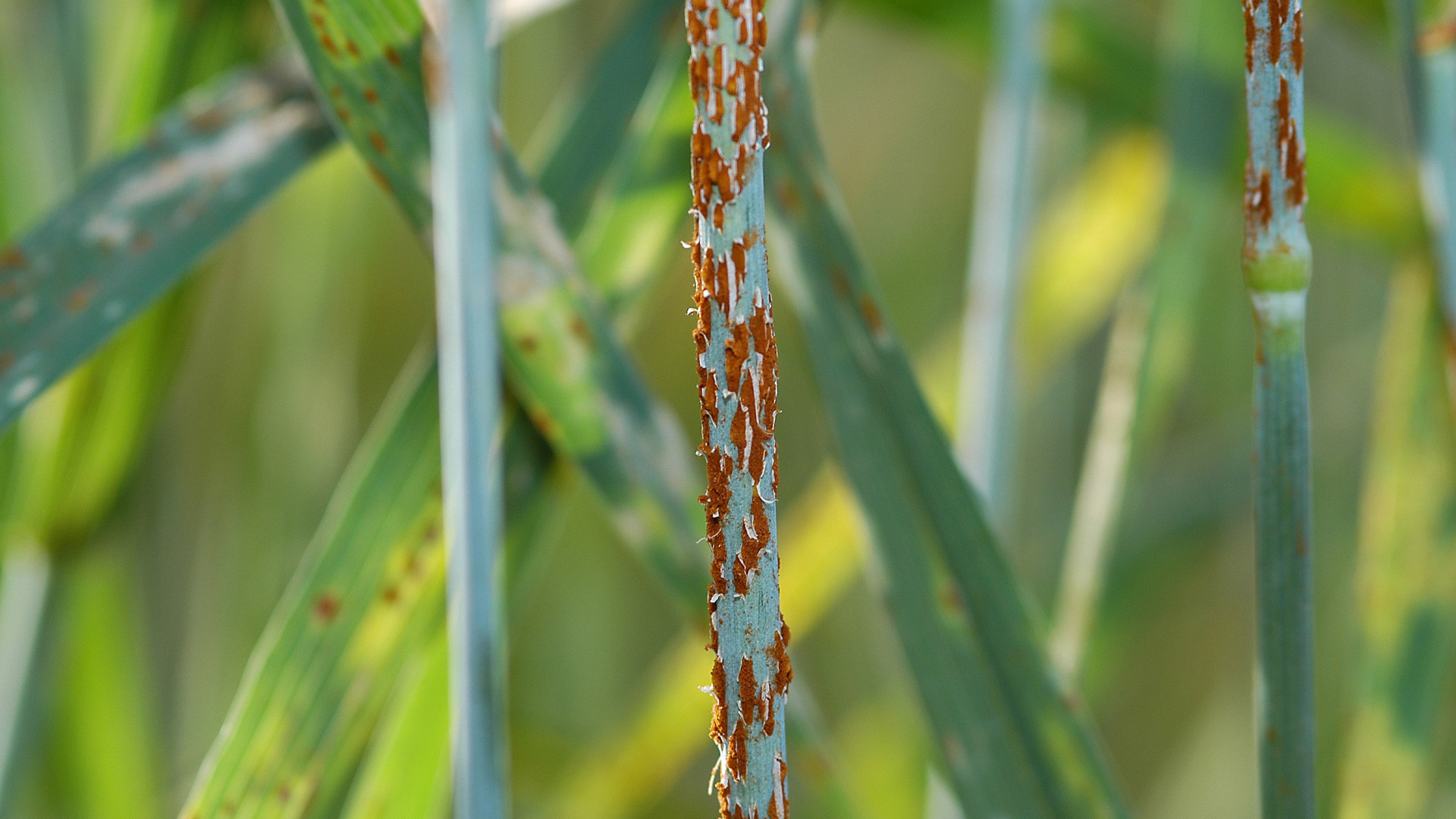 How to Get Rid of Lawn Rust
