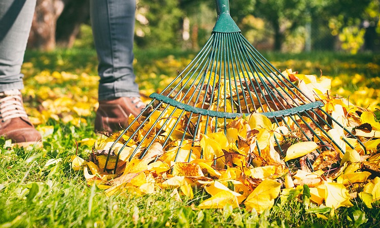 Which Rake is Best For Lawns?