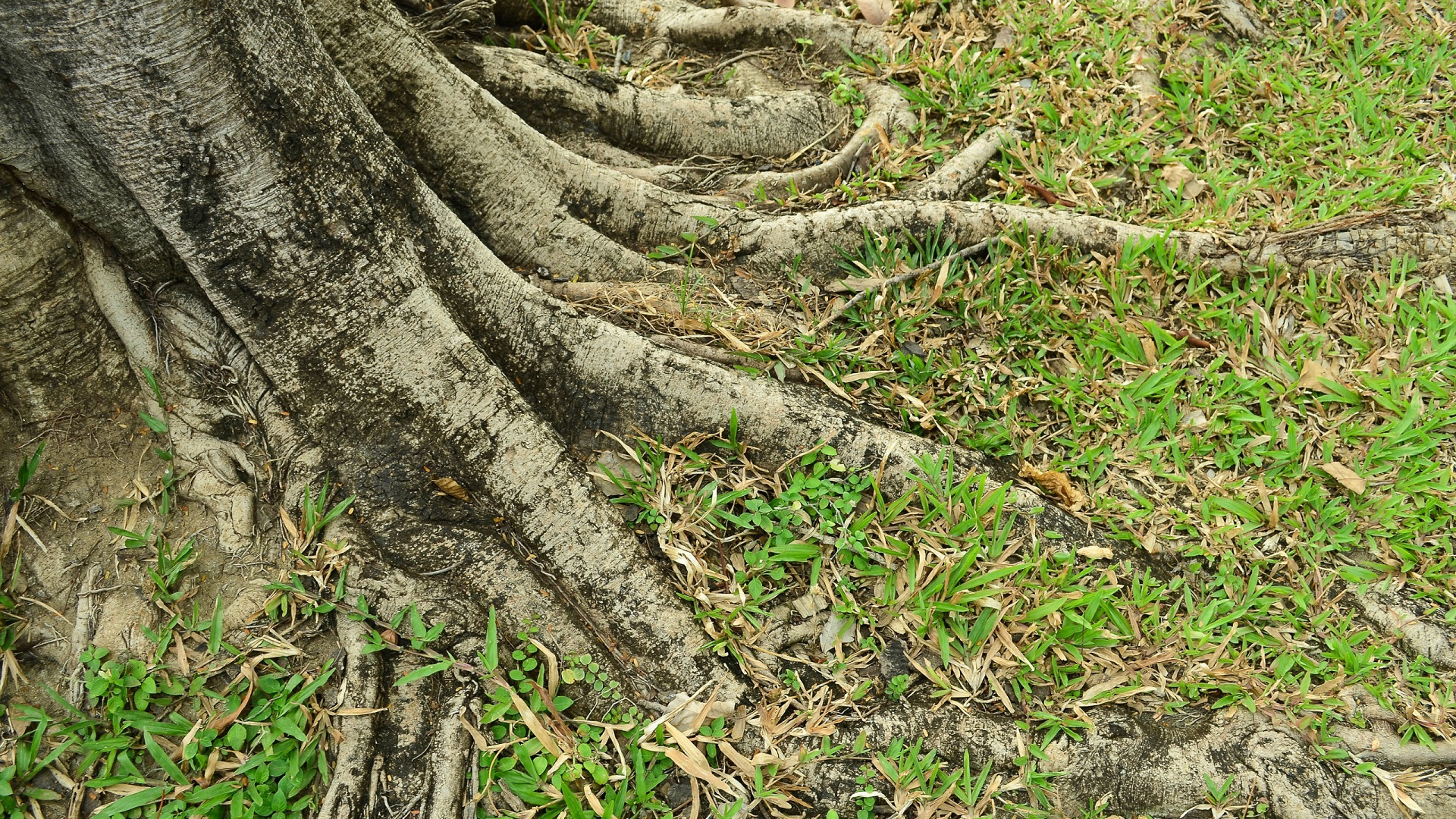 How To Remove Tree Roots From Lawn In 4 Easy Ways