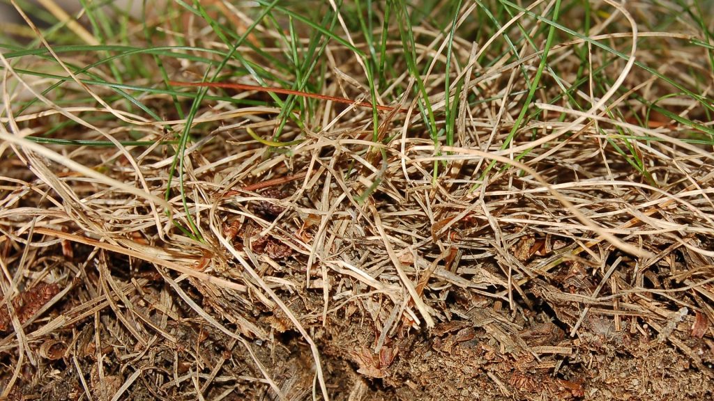 Removing Dead Grass For a Healthier Lawn