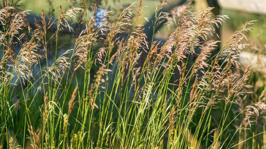 11 Weeds That Look Just Like Grass