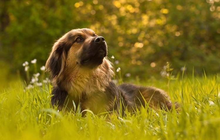 Can Tall Grass Irritate Your Dog’s Skin?