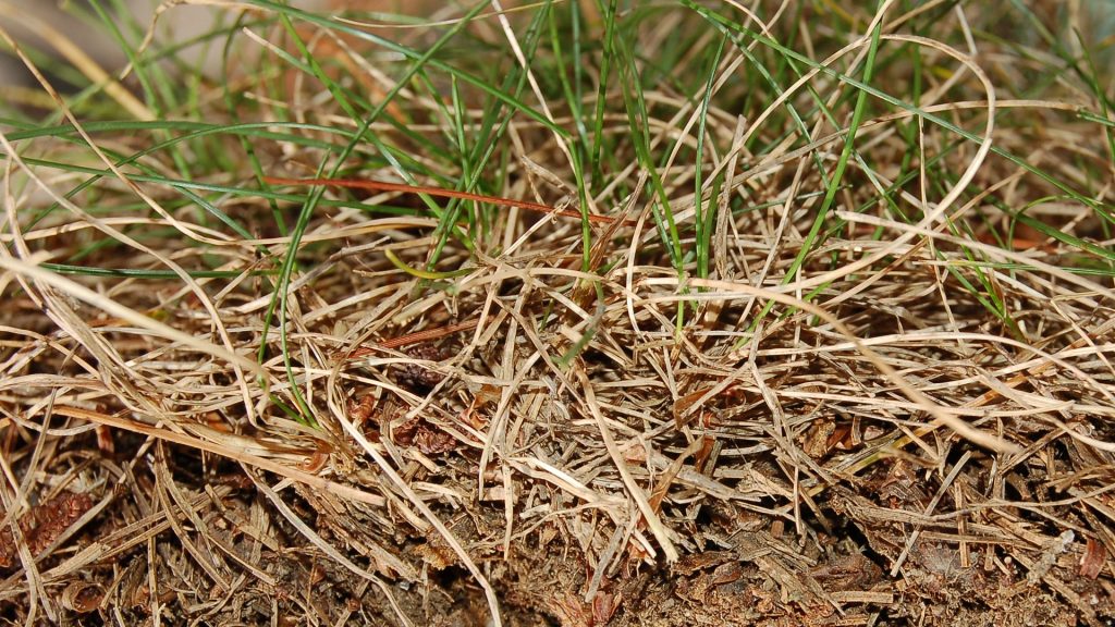 What To Do With Thatch After Dethatching Your Lawn