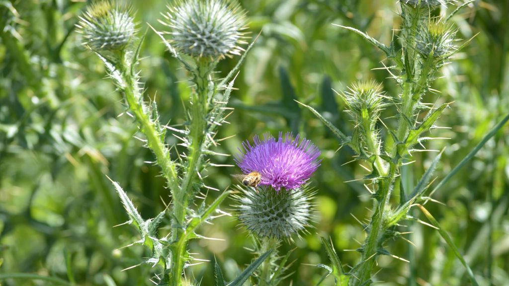 The Surefire Way to Get Rid of Thistles in Your Lawn