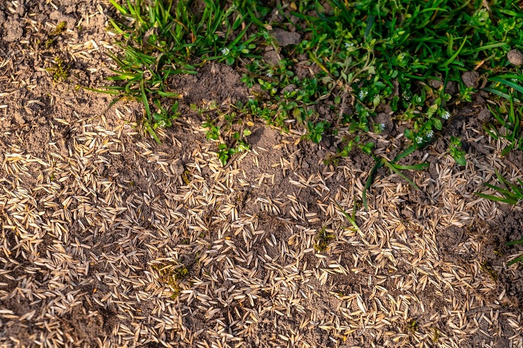 When To Increase Or Decrease The Amount Of Grass Seed 