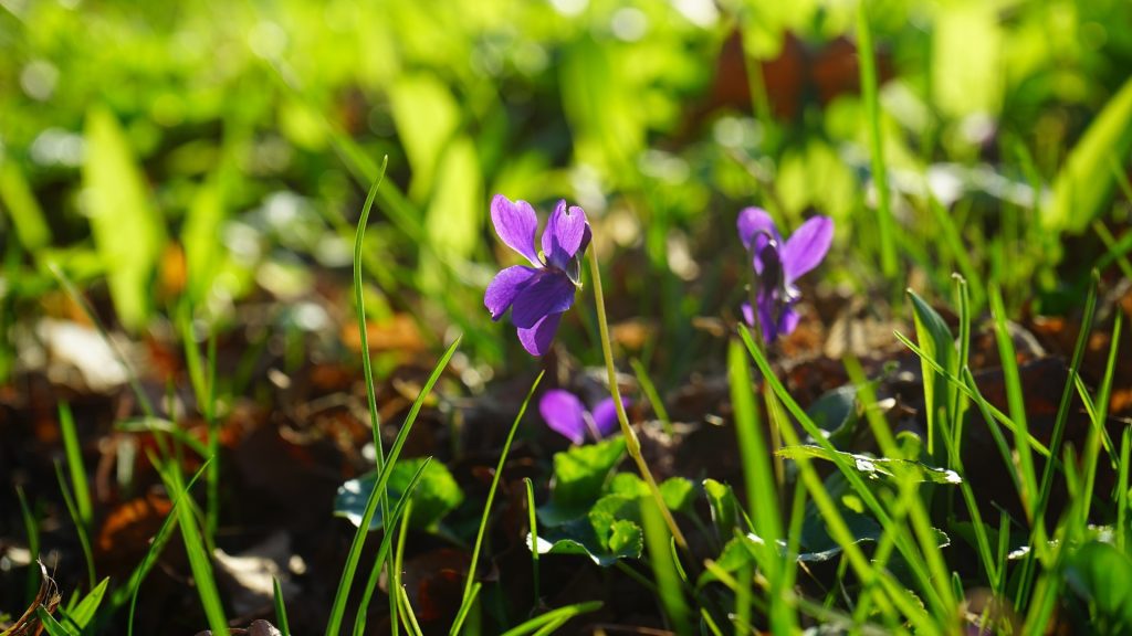 What Are Violets and How to Get Rid of Them