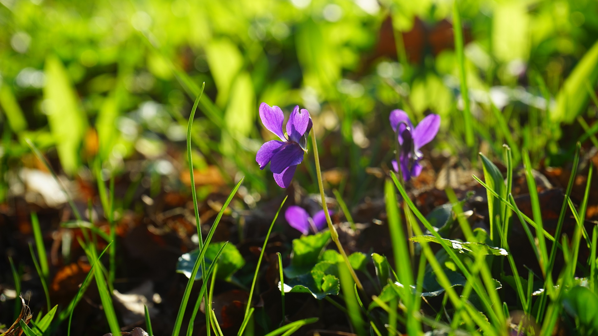 What Are Violets and How to Get Rid of Them