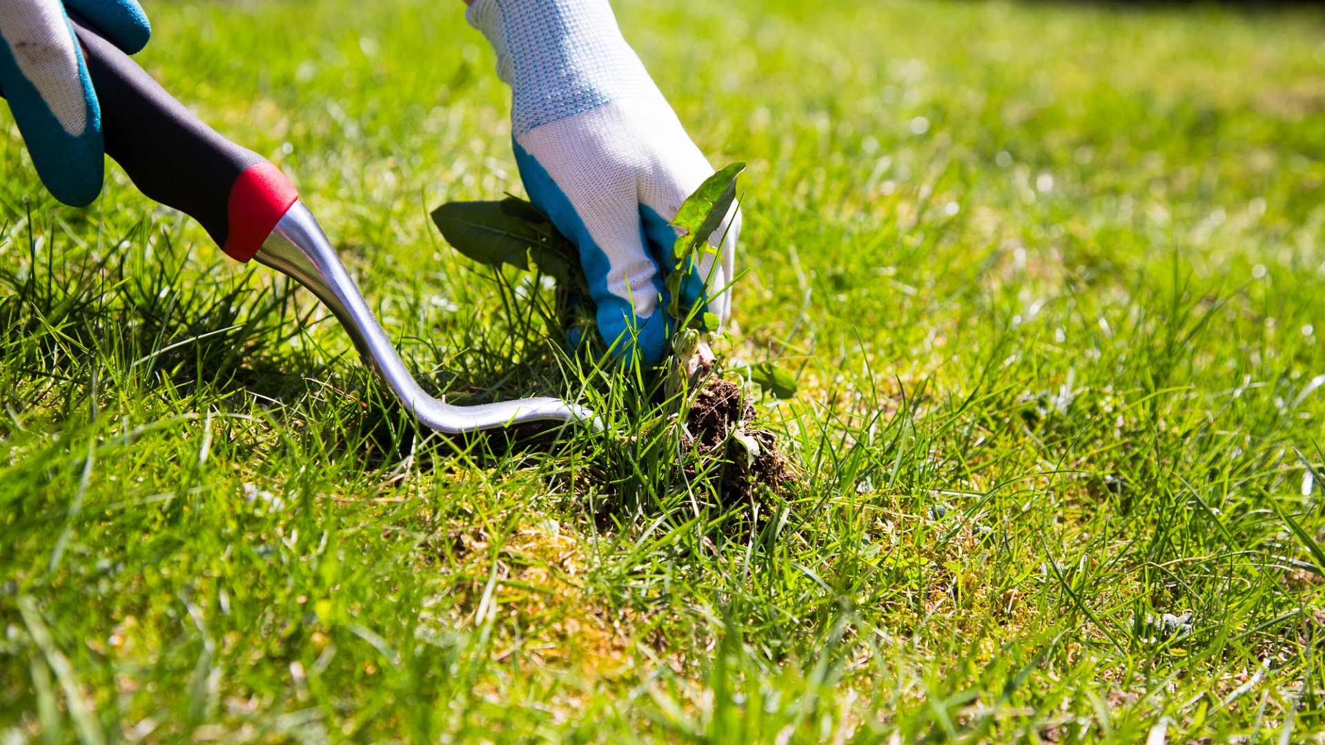 How To Get Rid Of Weeds On Your Grass Lawn