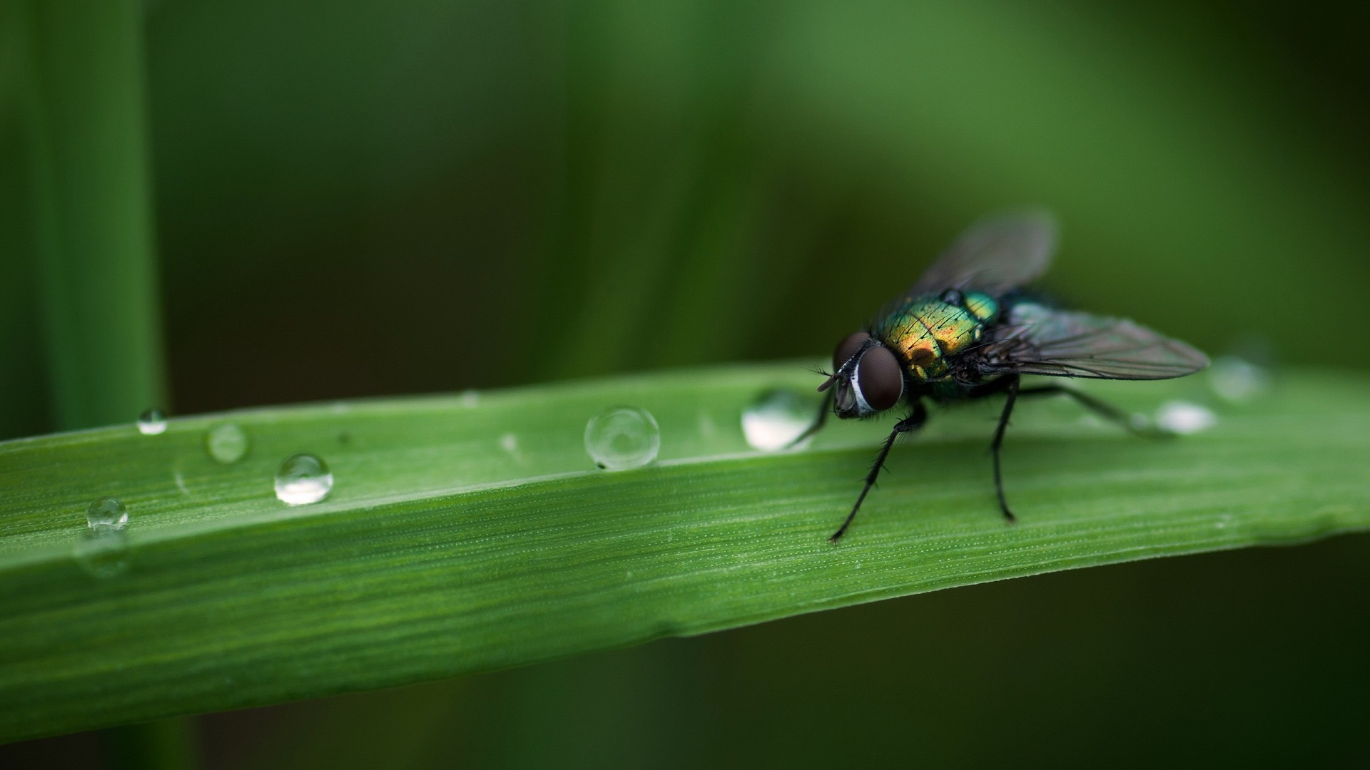 How to Get Rid of Flies on Lawn