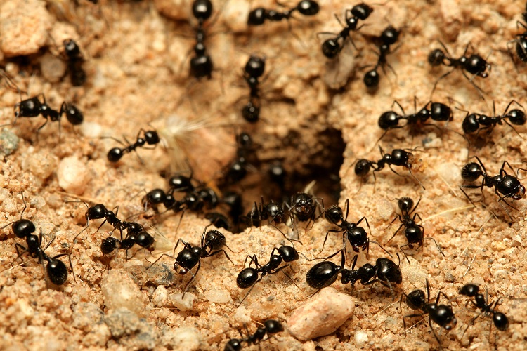 How Do Ant Hills Form?