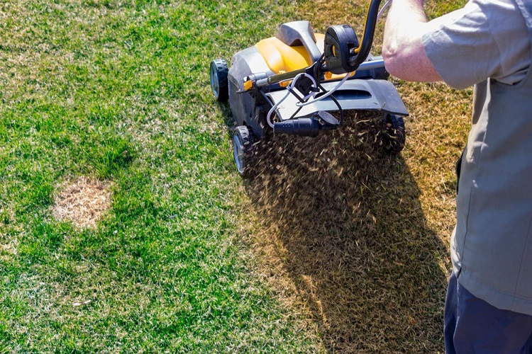 When should you dethatch your lawn? 
