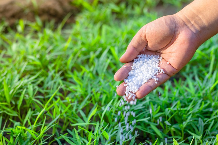 Should you fertilize your lawn after dethatching it? 