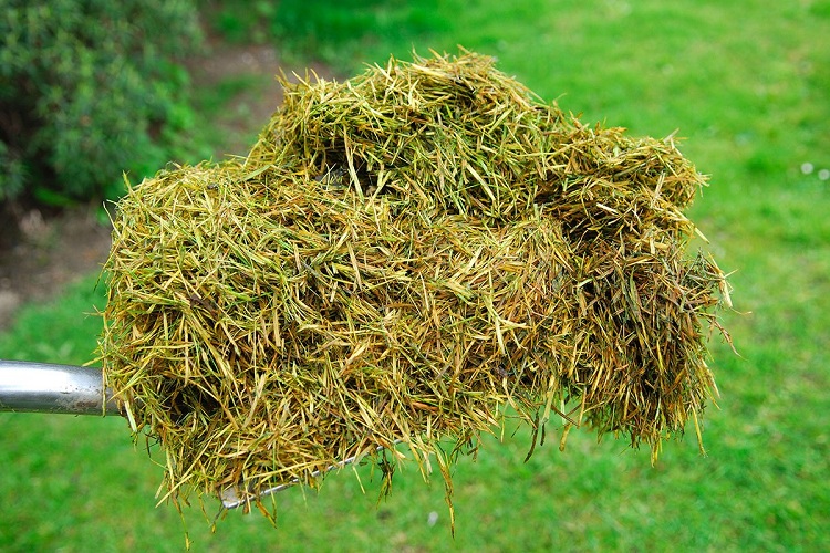 Can grass clippings cause thatch?