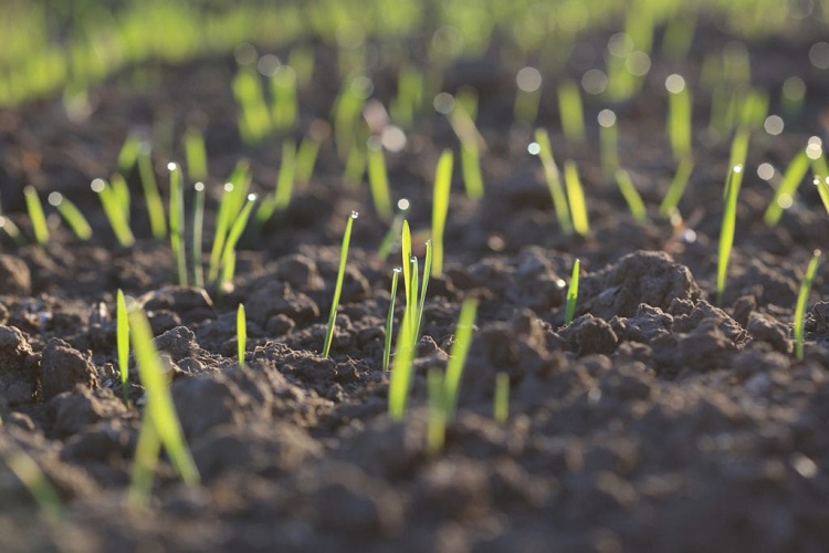 How long do grass seeds generally take to grow? 