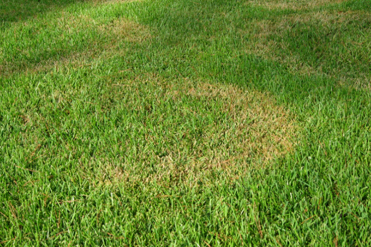 How to Get Rid of Brown Patch Fungus on Your Lawn 