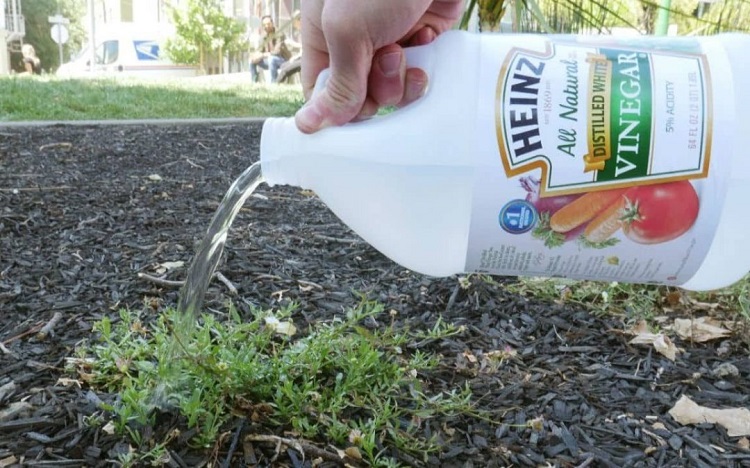 Can you kill weeds with vinegar?