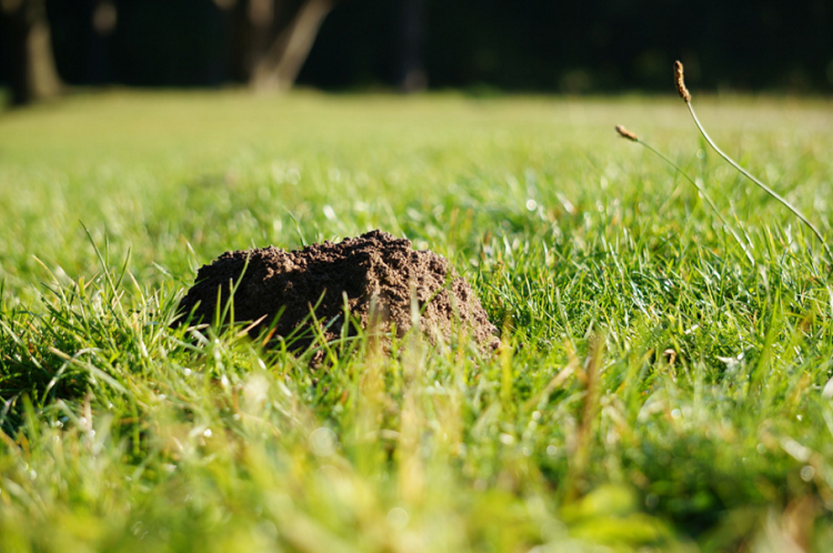 Can rolling your lawn get rid of moles? 