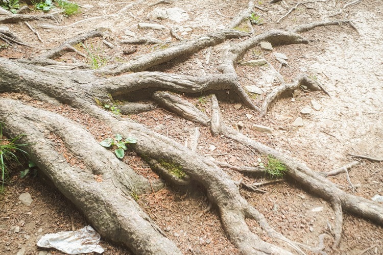 Why Are Tree Roots So Strong And Resilient? 