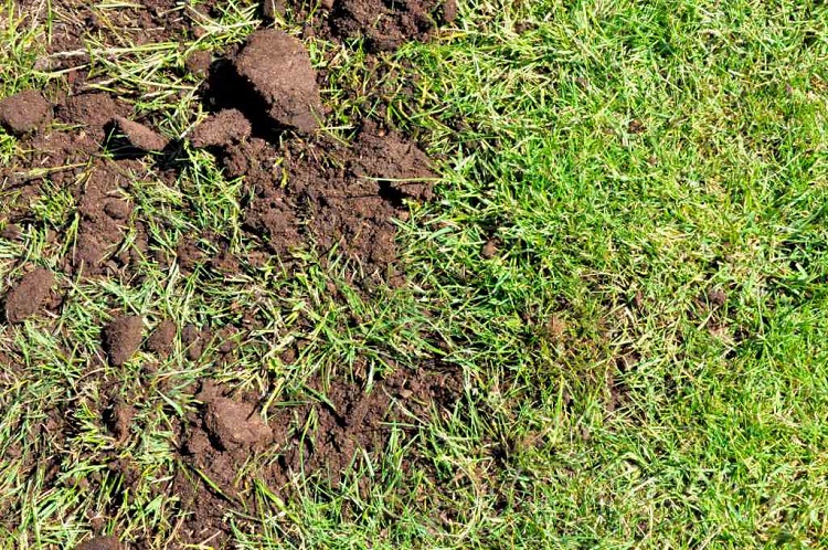 How much grass should be visible when you topdress a lawn?