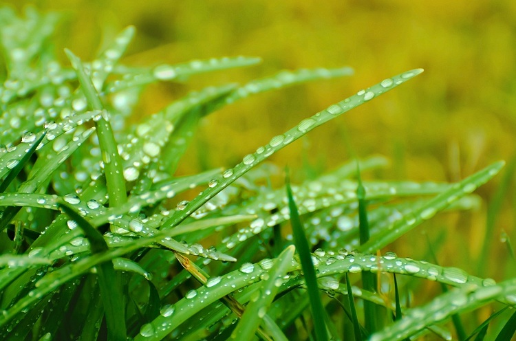 Is it OK to put fertilizer on wet grass?