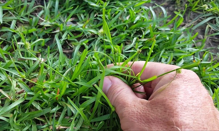 How To Get Rid Of Weeds In Grass