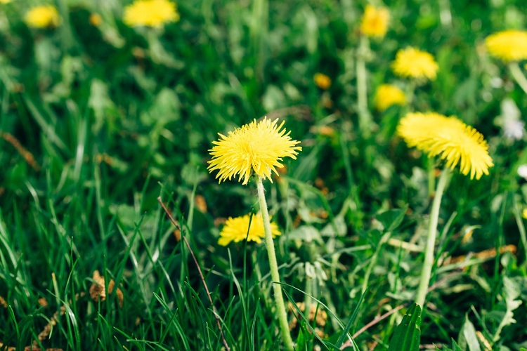 Why Are Dandelions Difficult To Eliminate Forever?