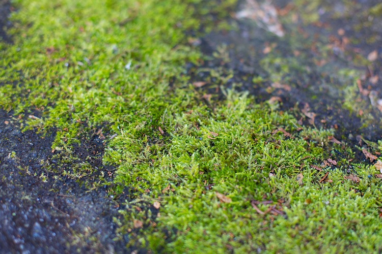 Can You Use Moss As A Lawn Alternative? 