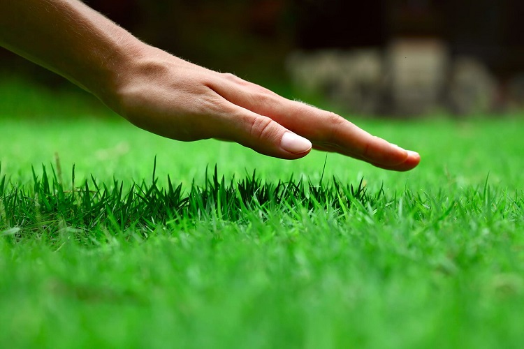 When Should You Aerate Your Lawn?