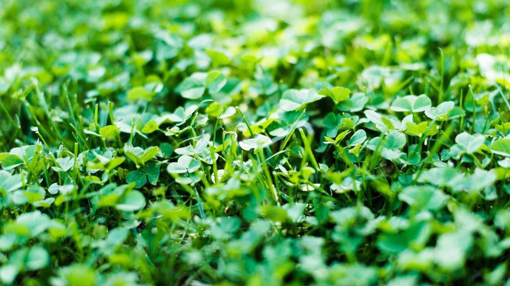 Best Clover Seeds For Your Lawn