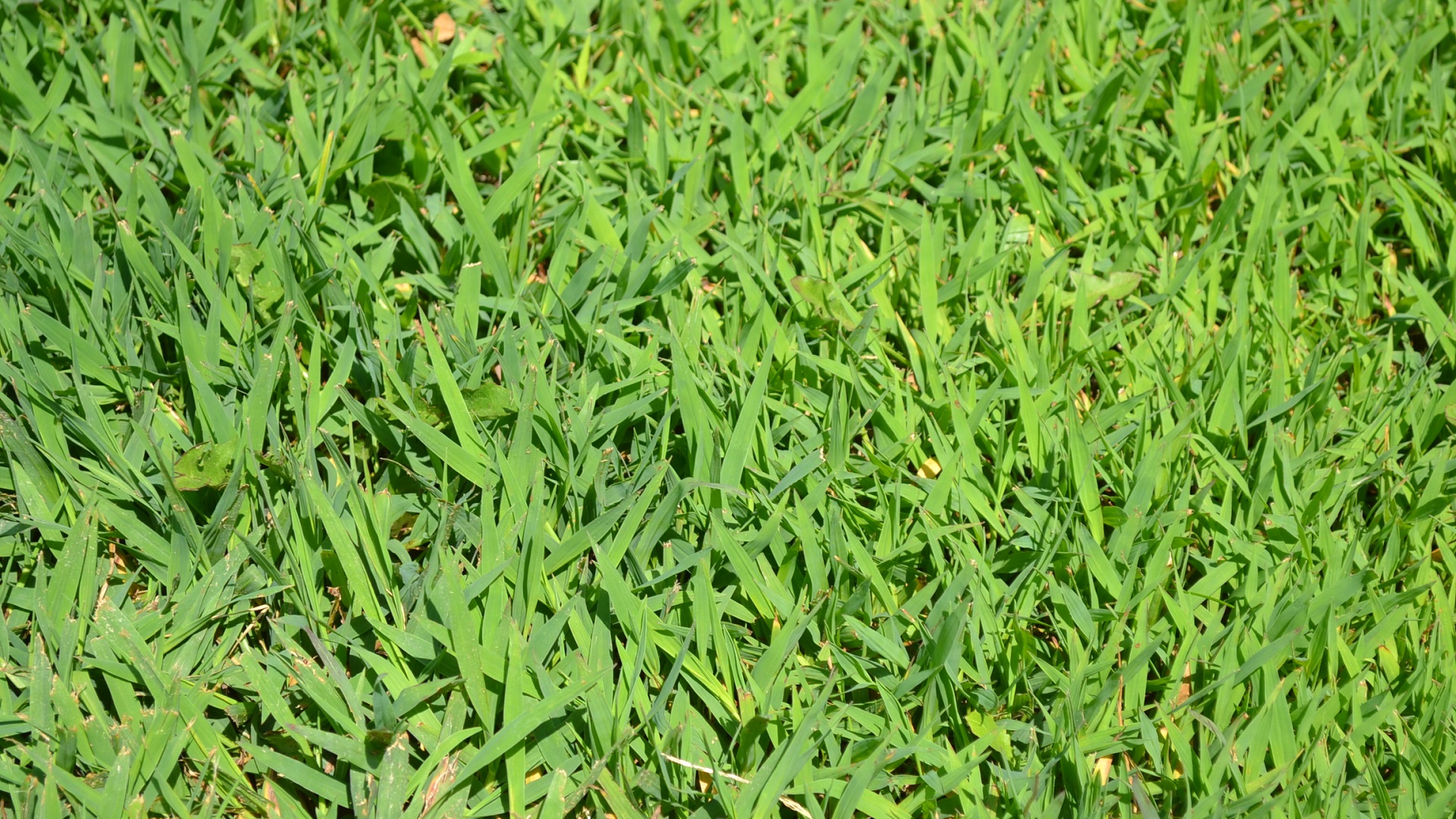 How Get Rid Of Crabgrass Without Damaging Your Lawn