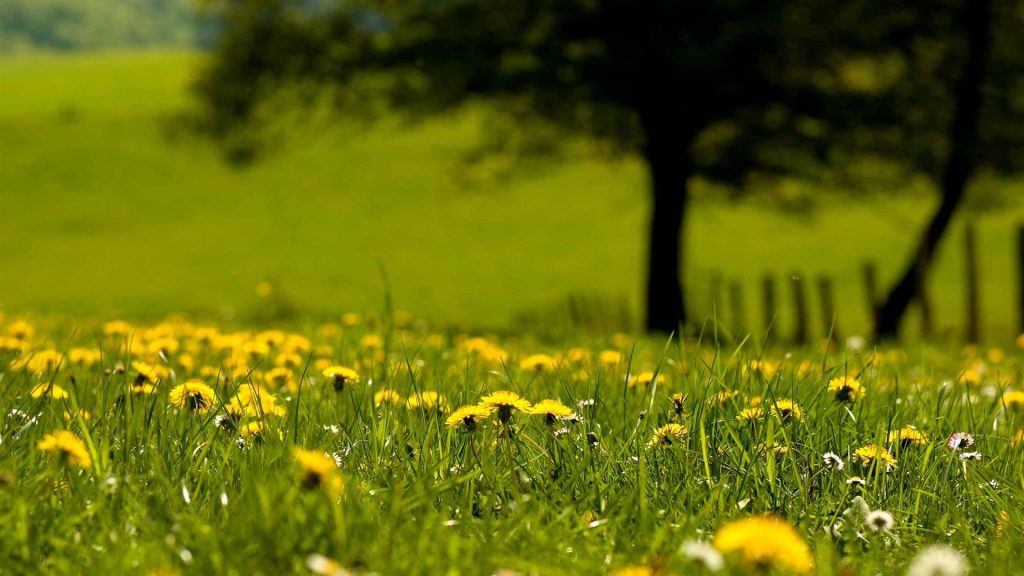 How To Kill Dandelions In Lawn Without Killing Your Grass