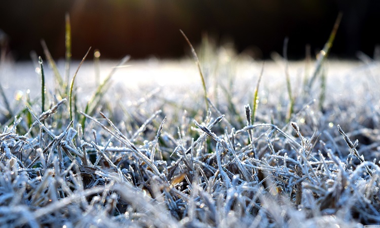 How does frost damage grass? 