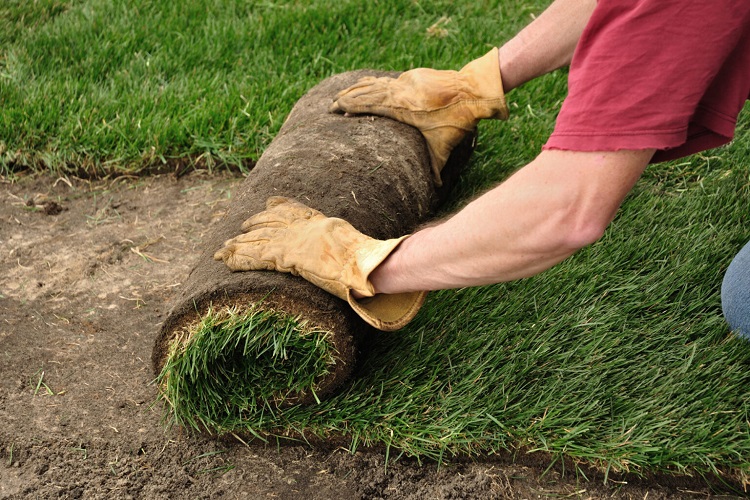 Should You Use Grass Seed Or Grass Sod? 