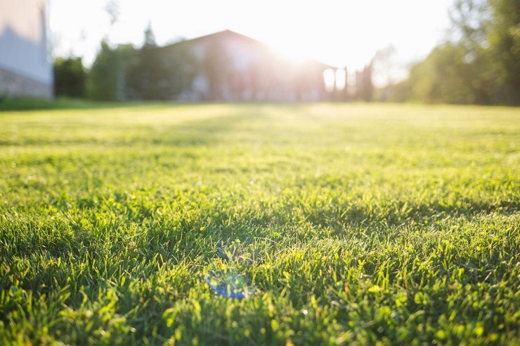 Does Liquid Lawn Aeration Damage Your Lawn? 