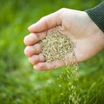 Quick Guide to Lawn Reseeding Fast
