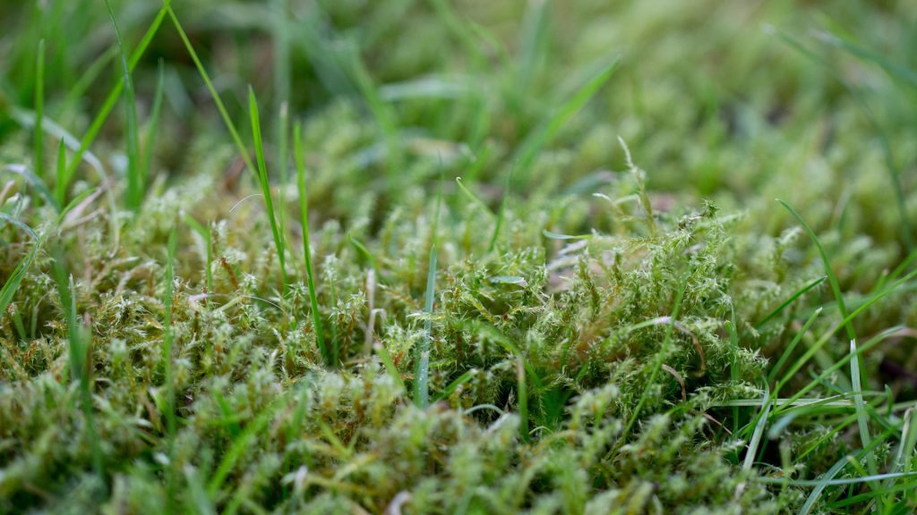 How To Get Rid Of Moss In The Lawn: Best Methods
