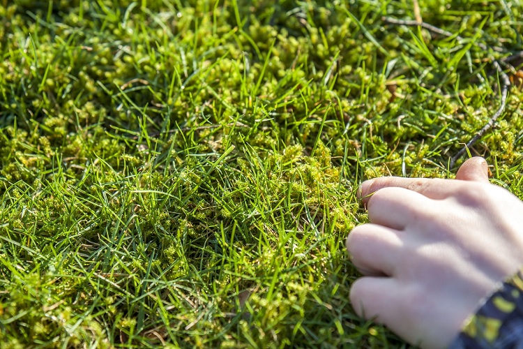 What Causes Moss To Grow In Your Lawn?