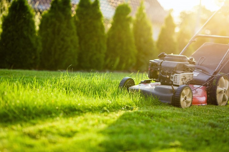 Mow Your Grass More Regularly 