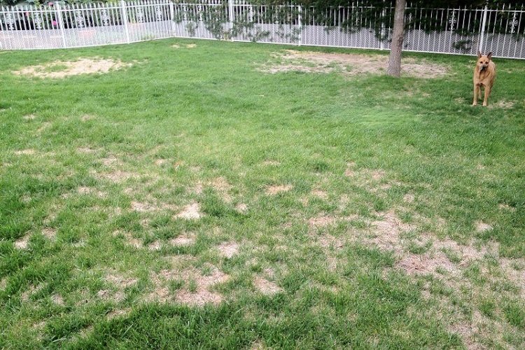 Why Are There Patchy Areas In Your Lawn?