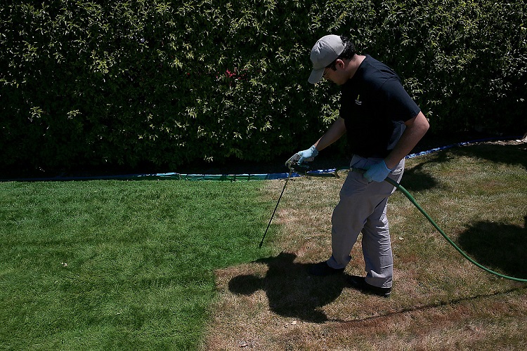 What About Painting Your Lawn? 